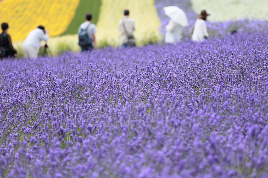 Lavender Farm