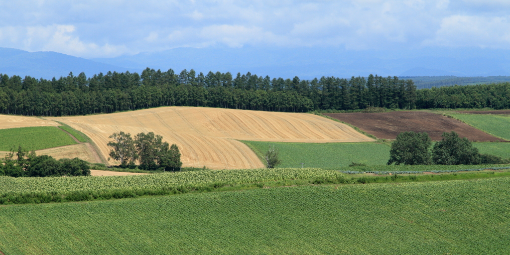 癒 し の 丘　　　― Patchwork Land ―