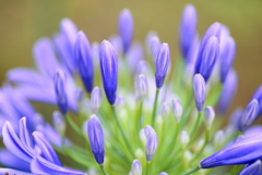 『紫君子蘭』