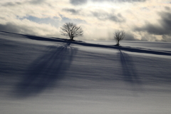 Shadows of trees and snow