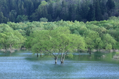 木々は母なる湖の懐で