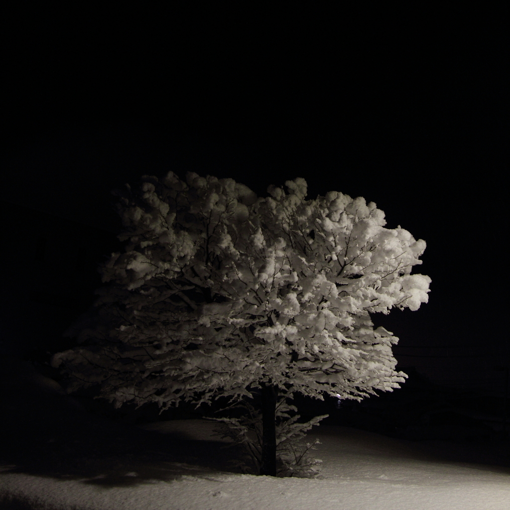 snow tree