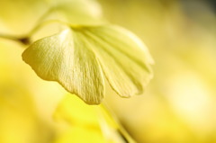 黄色の世界　―leaf in yellow―