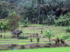 Rice field in dense forest