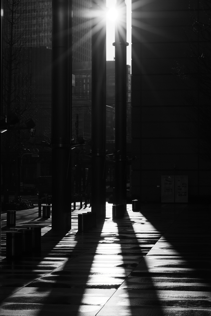 Backlit in the morning
