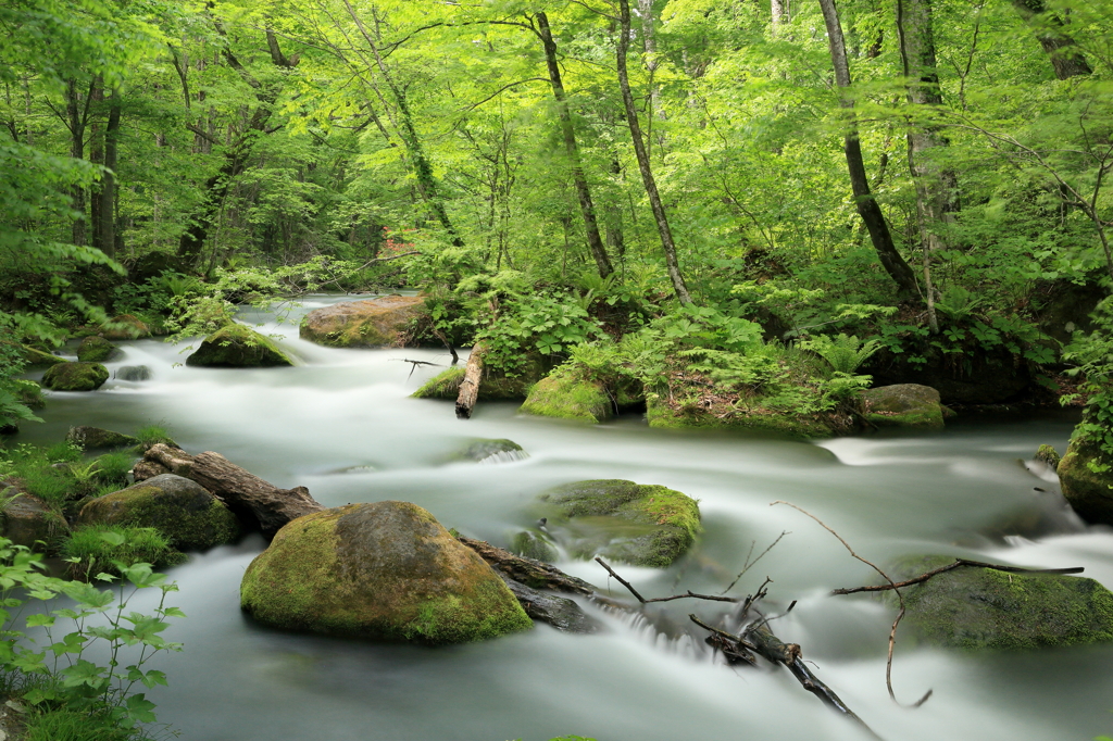 White flow in the fresh green