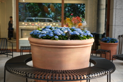 hydrangea cake