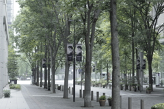 Marunouchi-Nakadori avenue