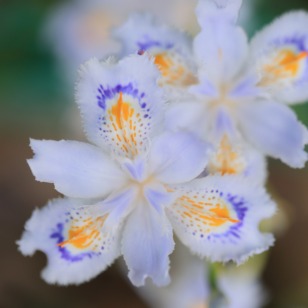 English name is Fringed iris