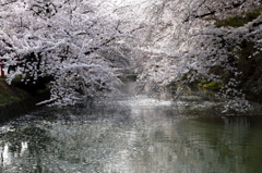 桜廊　（おうろう）