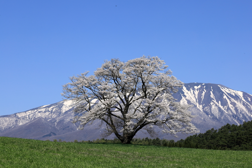 惜桜　（せきおう）