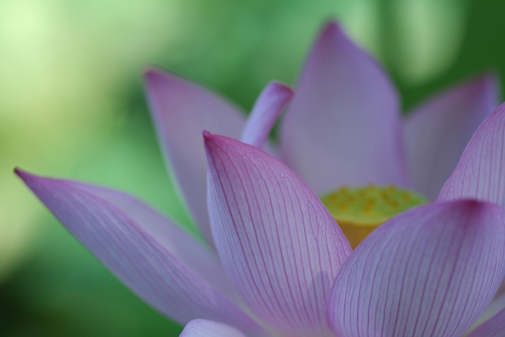 蓮華瞭凛