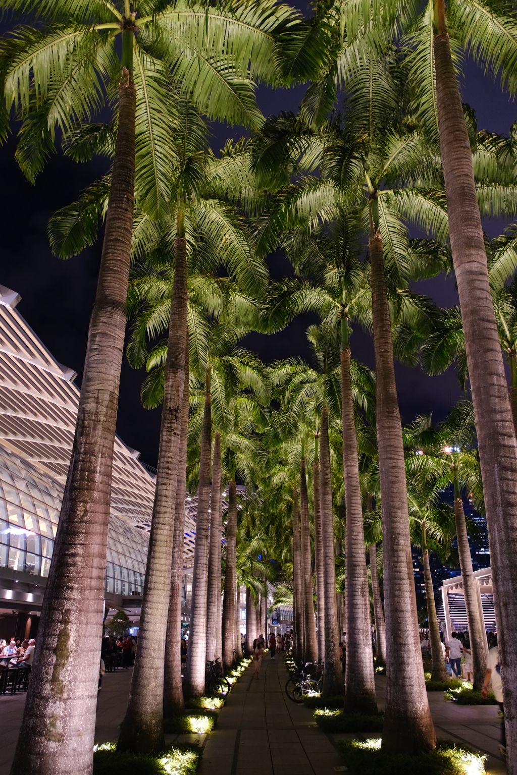 palm tree boardwalk