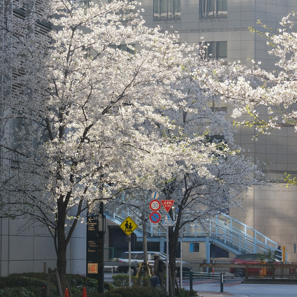 桜朧　（さくらおぼろ）