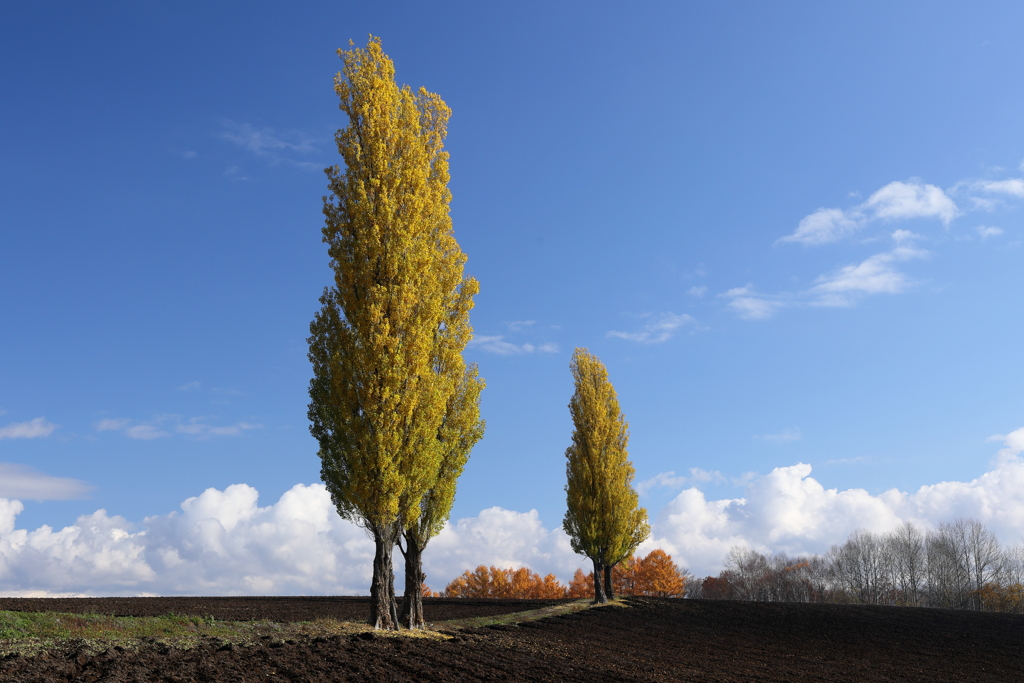 Autumn leaves poplar trees