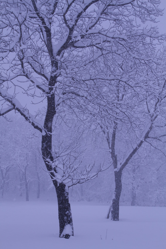 雪に舞う