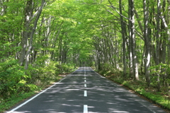 Driving in the beech forest