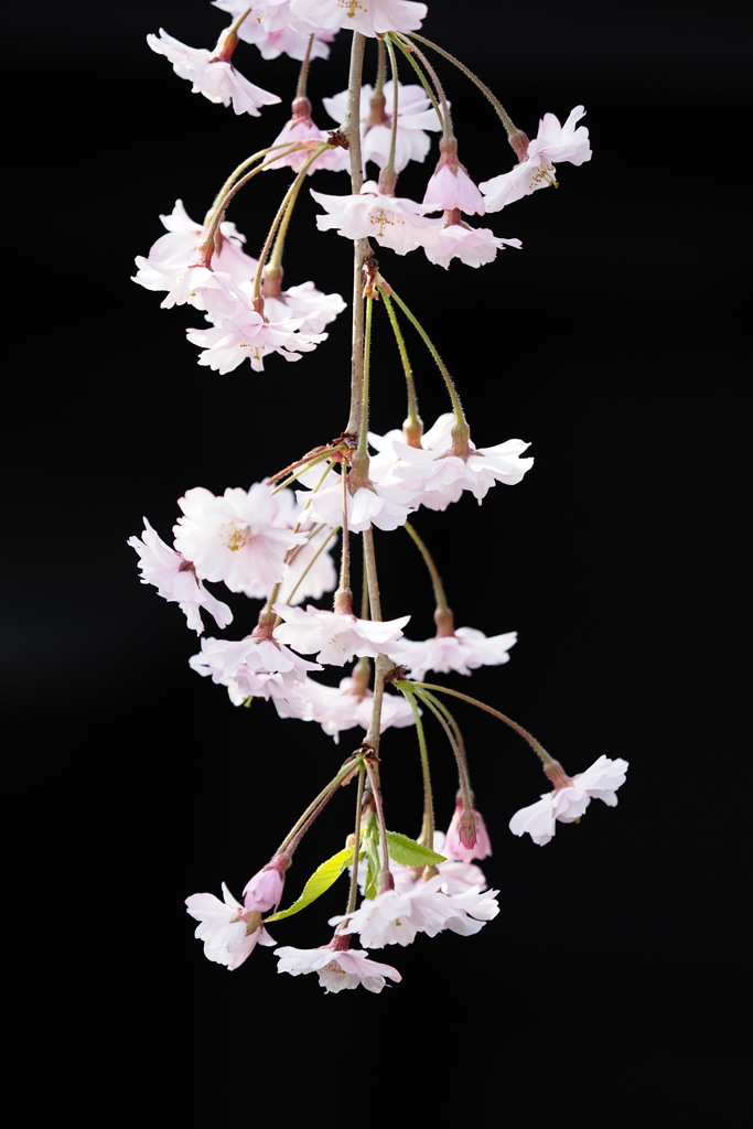 一枝　（ひとえだ）