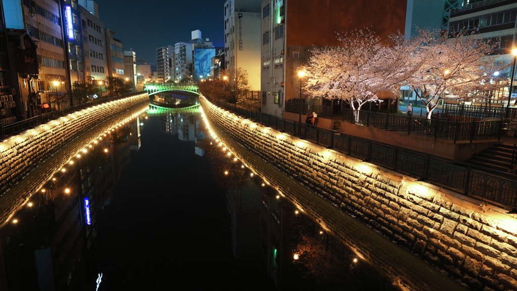 夜 ざ く ら 探 し て