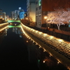 夜 ざ く ら 探 し て