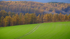 Contrast of green and vermilion