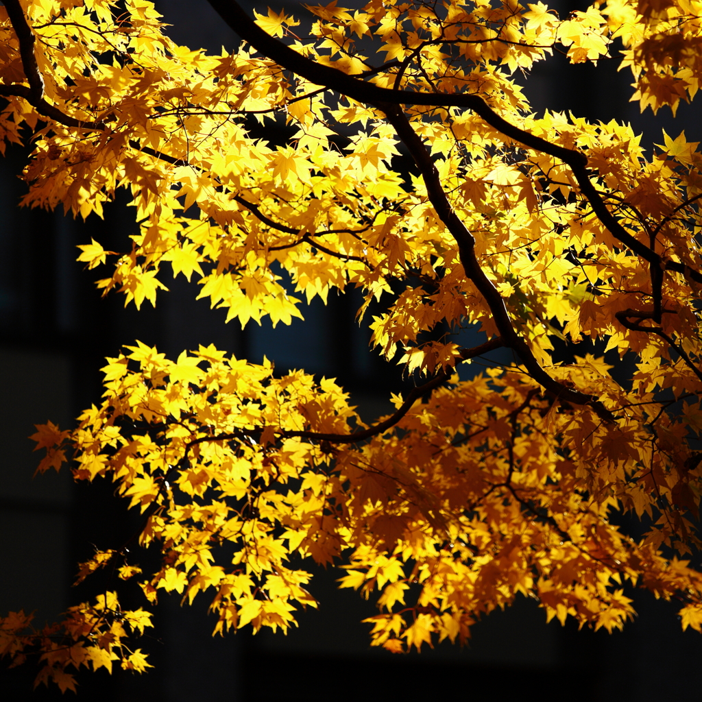 Flash Yellow