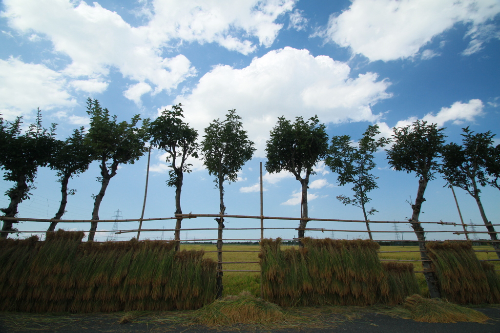 はさ木のある風景