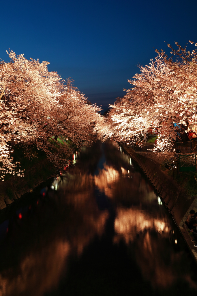 川 縁 夜 桜