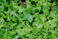 FujiFilm-like green