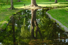 reflection in the stream