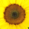 My Sun Flower
