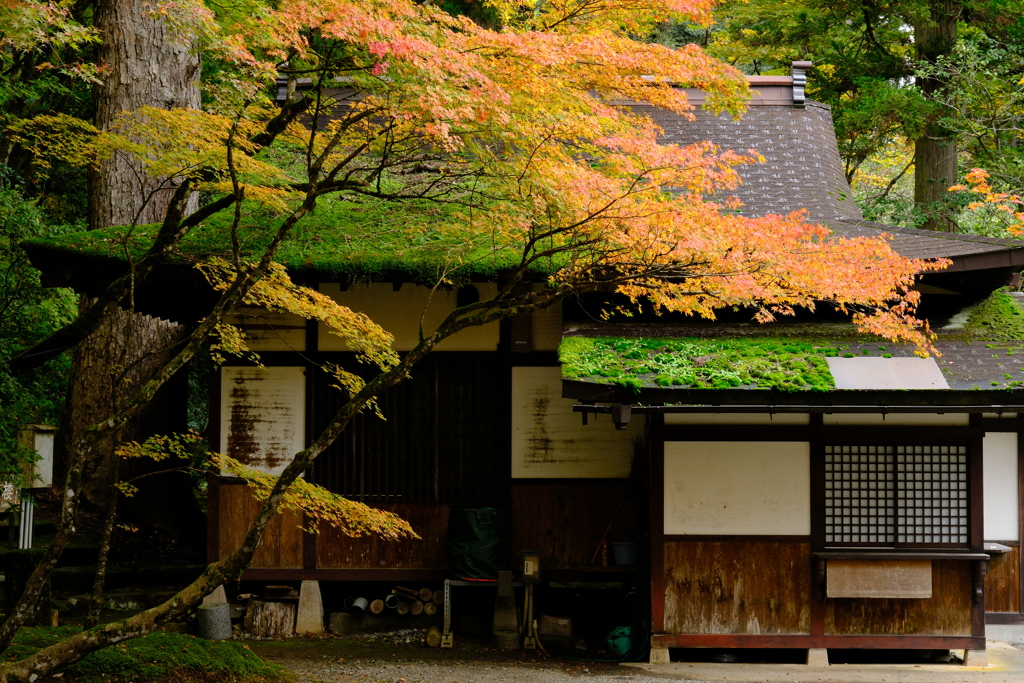 和彩　（わさい）