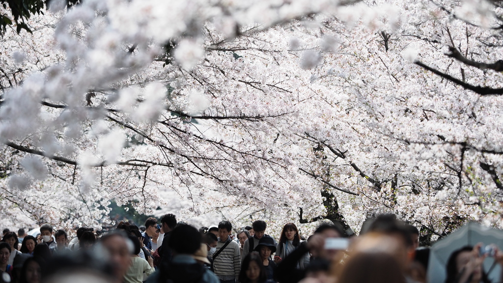 桜 ル ー フ