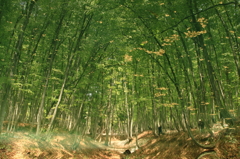 もう一つの森　―Another Forest―