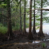 unreal forest