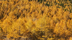 Larch forest turns red