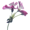 geranium