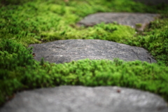 Stone and moss