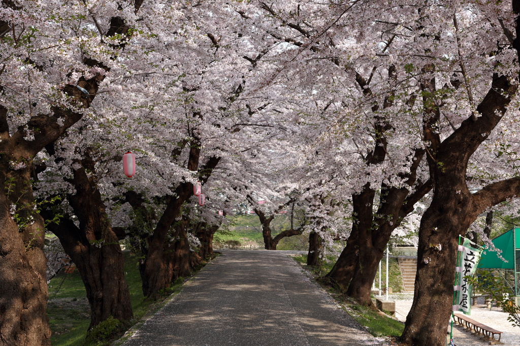 花・小路　（はな・こみち）