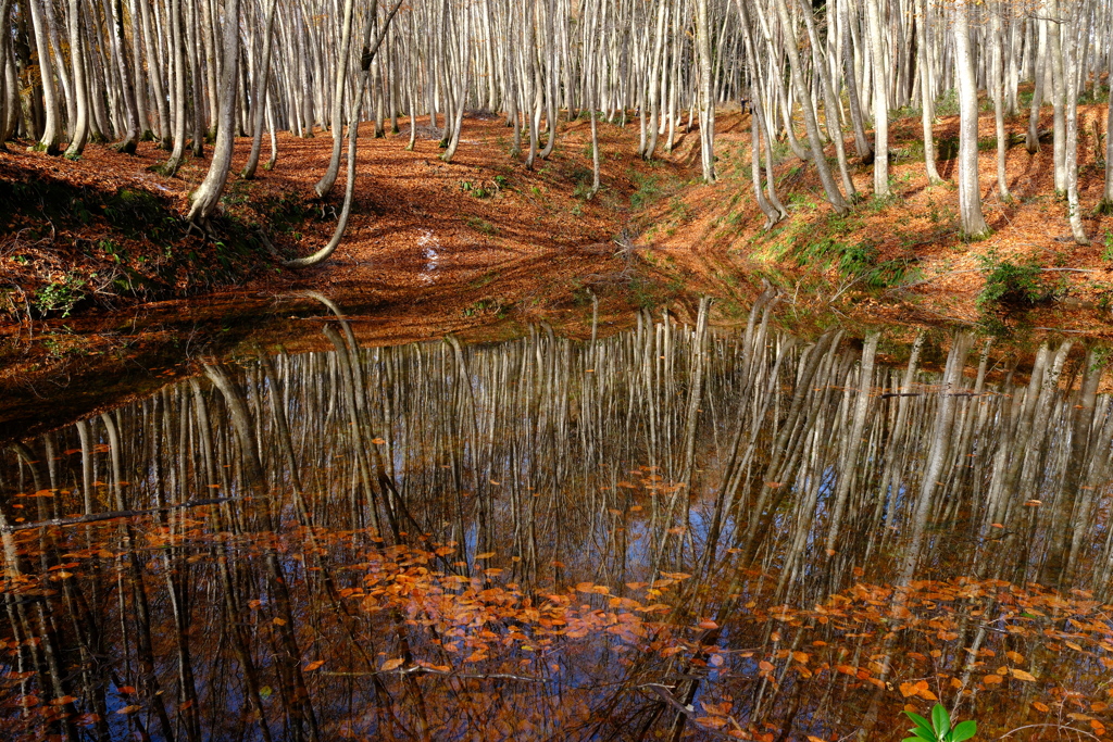 鏡面　（きょうめん）