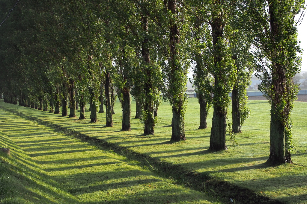 line at the poplar tree-lined