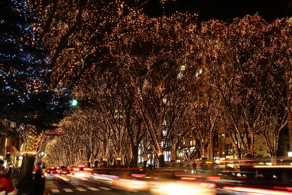 Light full of tree-lined paths