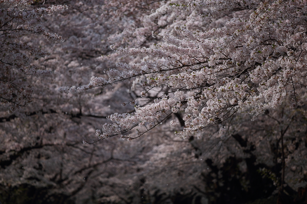 花想　（はなおもい）