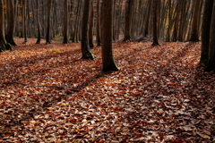 晩秋　（ばんしゅう）