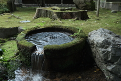 in a lush green world
