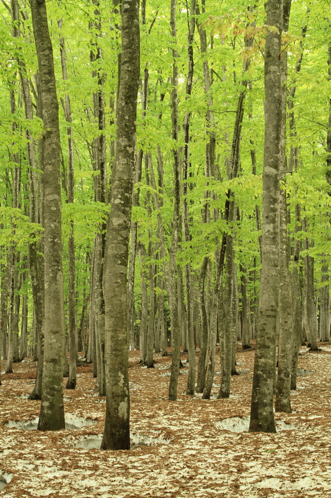 新緑の森へようこそ　―Welcome to Green Forest―