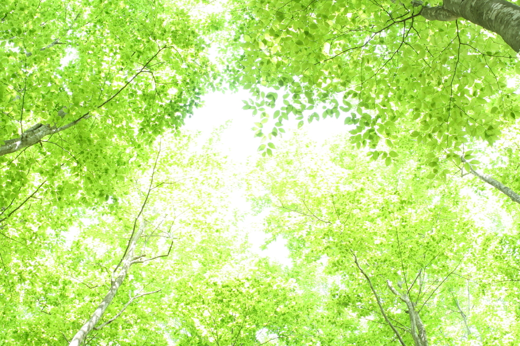 新緑の候　－season of new green leaves－
