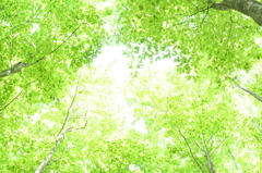 新緑の候　－season of new green leaves－