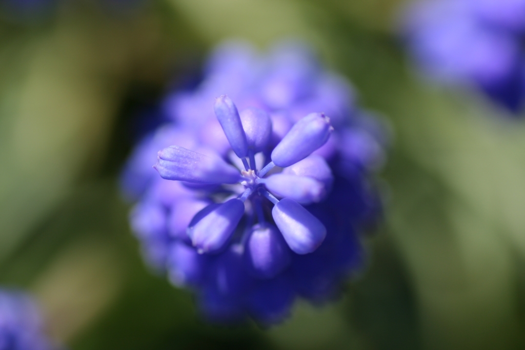blue grape （青葡萄）