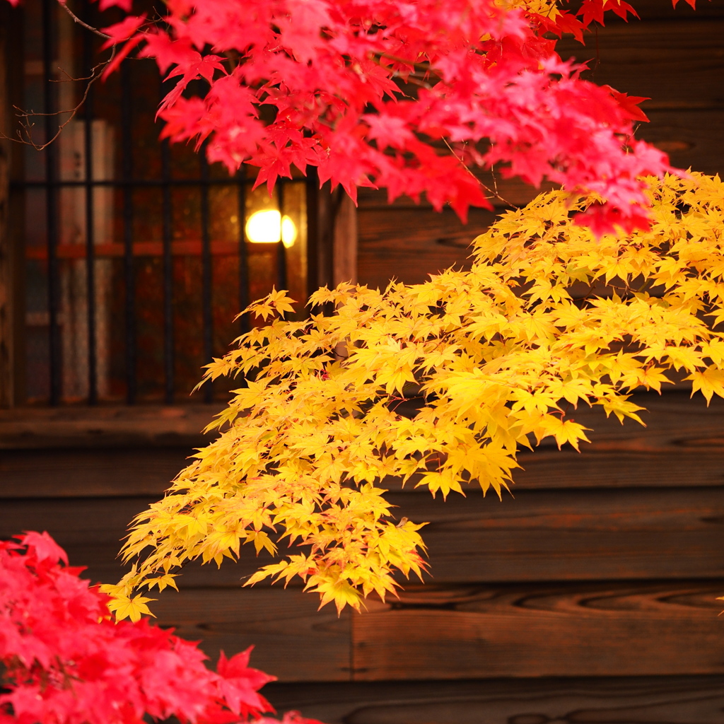 紅黄　（こうおう）